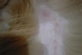 狗子皮肤病别急着去医院，教你怎么在家处理图片