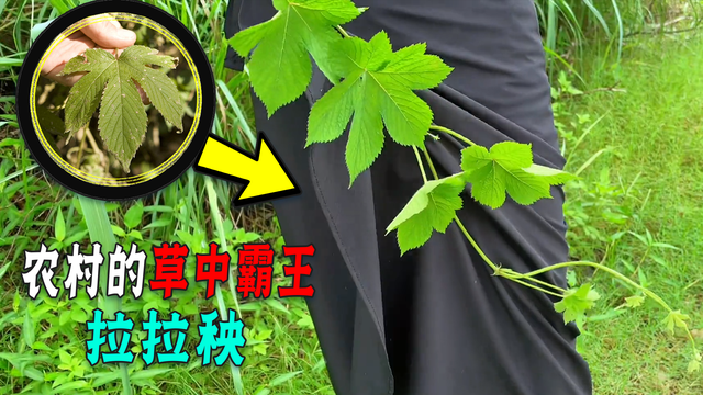 拉拉秧的功效与作用是什么（农村的拉拉秧）