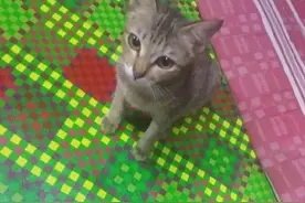 铲屎官帮助流浪猫妈妈后，猫咪霸气报恩：你一年的烤串，我承包了图片