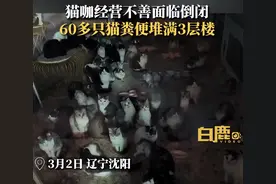 猫咖倒闭60多只猫粪便堆满3层楼，老板：开店赔了百万，绝育要花钱，爱猫人士：500元领养去了老板索要2000元图片
