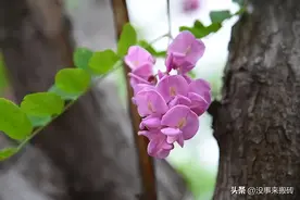 这种槐花可以吃吗图片