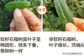 如何辨别真假软籽石榴树？果农分享3技巧！网友：不用交智商税了图片