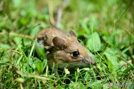 ​科学新发现！“鼠鼠我啊， 被人类拿捏了”图片