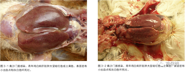 胳膊鸡皮肤发黑