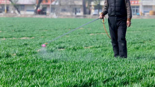 小麦春季长势慢，如何促进早返青？2个方法要掌握