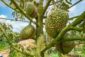 国产榴莲，在海南“树上熟”！图片