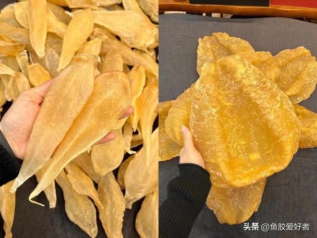 如何辨别鱼胶洗药 2026年如何辨别鱼胶洗药好坏