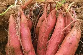 肥料没少上，红薯为啥光长秧子不结薯？记住几句顺口溜高产很轻松图片