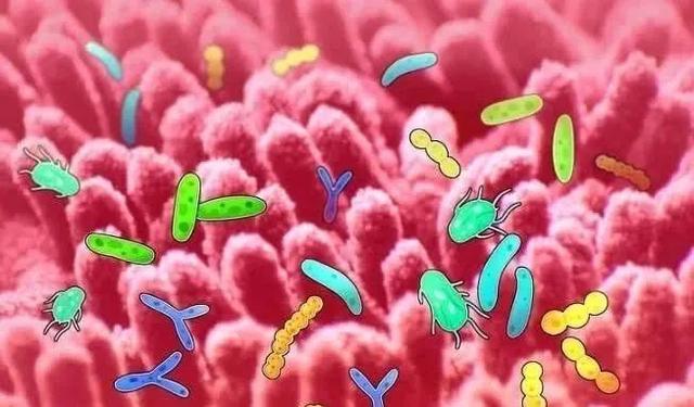 带您认识生活在我们肠道中的常见微生物“居民”