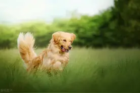 狗狗带朋友回家，铲屎官吓坏了：我反对，你们是不可能的！图片
