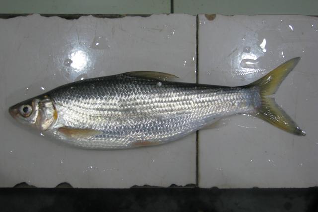 榛戦緳姹熼奔绫讳箣鈥滀笁鍗佷簩鏉傞奔鈥濆浘璋? onerror=