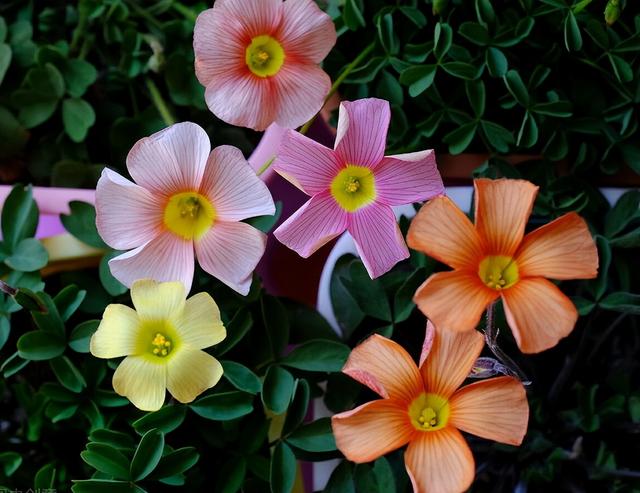 这"3种"植物开花,代表"喜事将至",是"好运来了"的表现
