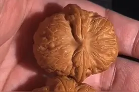 文玩核桃篇——两棱核桃之王，平谷元宝，到底有多贵？图片