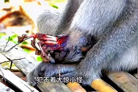 猴子受了这样的伤，估计这辈子好不了了#猴子图片