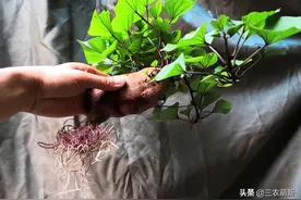 前人冒着生命危险将番薯带回国，如今已在我国广泛分布，极受欢迎图片