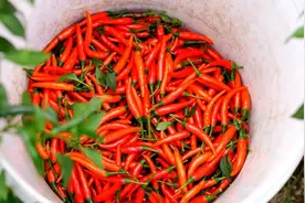 700亿级的辣椒市场，他盯上了其中的细分赛道，年入超3亿元图片