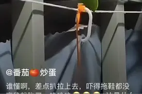 吓人，有手那么长！女生宿舍惊现不明虫子，你认识吗？图片