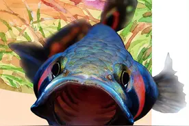 这位超级奶爸，可以口孵幼崽图片