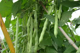 进入7月，这5种菜抓紧种，易成活产量高，在秋天能吃上新鲜蔬菜图片