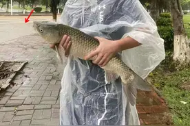 暴雨后，珠海高校积水，大量鱼群出没，同学：好多大鱼图片