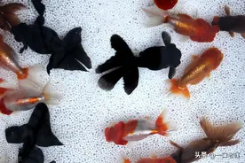 新买回来的小金鱼为什么养不活图片