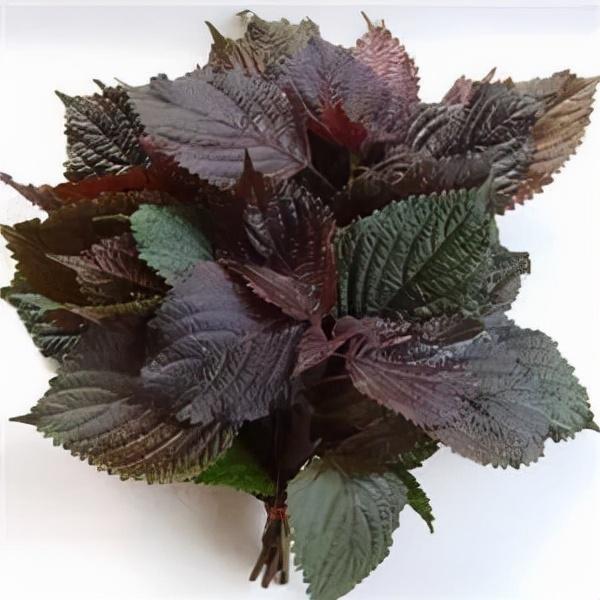 花胶泡脚对胃好 2026年花胶泡脚好吗