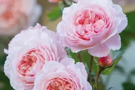 ​养月季，学会“抹芽”，去弱留强，去除交叉枝，后期开花更多图片