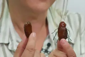 没想到电影里被大口吃掉的蟑螂是这样制作的，看完我也想尝一尝图片