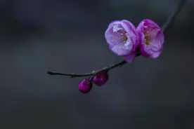 《废都》之《柳月日记》（二）图片