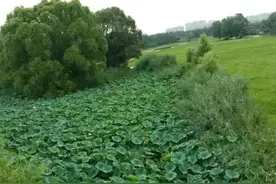 一个即将离婚的丈夫写给妻子的一封信图片