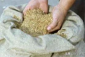 发霉的饲用粮食不要再扔掉了，教你几个简单方法，轻松除霉去毒图片