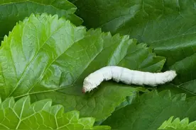 养蚕往事（蚕是一种很神奇的生物，养蚕是一件很有趣的事）图片