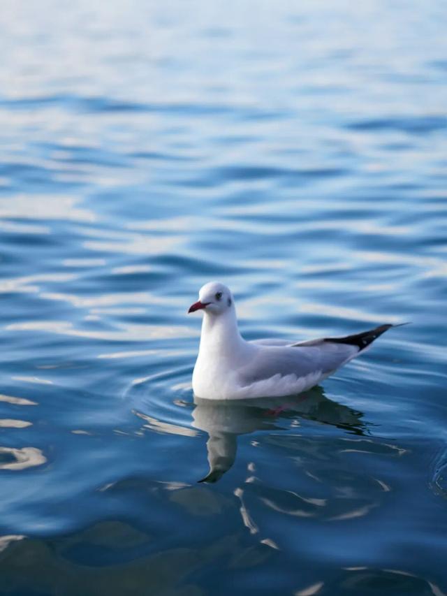 走！去大理观鸥