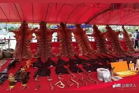 泰国老虎庙丑闻：为揭露真相，女“卧底”潜伏10年，遭遇死亡威胁图片