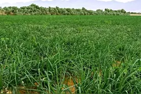 分蘖葱、分葱、白露葱、羊角葱，大葱名字多，看您能认出几种？图片