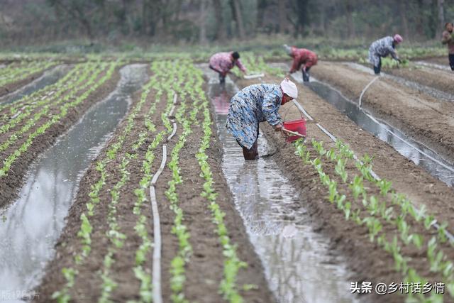 种菜养花学会用红糖自制生根剂，生根壮苗又增产，想学吗
