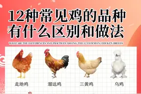 12种生活中常见鸡的品种，有什么区别和做法呢？图片