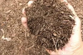 松树皮是好东西，养花很好用，公园里捡一点，拿来拌土用图片