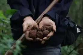 曾被我国当做“猪饲料”，出口欧美却卖到1万一斤？外国人抢着要图片