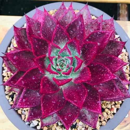 多肉植物七彩莲(多肉植物红稚莲)-措必培