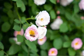 为啥如今晚年再婚的老人越来越多？背后不过是这几种原因，很心酸图片