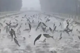 沈阳暴雨后惊现“鱼跃龙门”！鱼群狂欢，网友：这是要成精了？图片