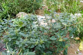 全株是刺，叶片、根系十分珍贵，村里的人拿去煲猪肠，是稀缺货！图片