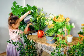 霜降后养上6种“吉祥花”，养护得当就能猛开花，可别错过了图片