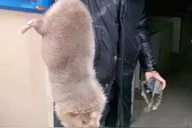 上海多地发现“巨大老鼠”，最小一只10斤，不仅打不得还吃不得？图片