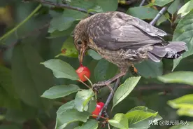 有效驱赶果园鸟类的方法，增产增收20%以上，还在为鸟发愁？图片