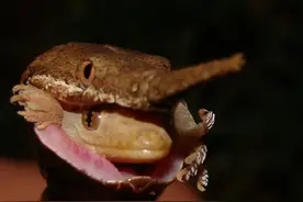 33个揪心的动物镜头：蟒蛇在吞咽山羊时，身体被羊角刺穿了图片