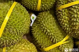 中国人吃掉全球91%榴莲，其背后的原因是什么？图片