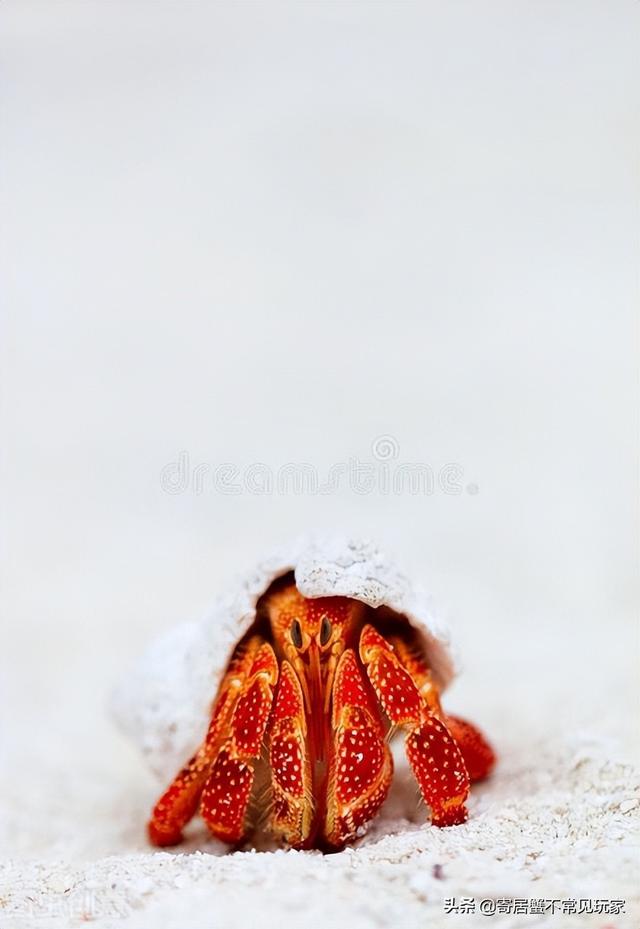 寄居蟹可以在淡水里养吗（如何养寄居蟹都需要准备什么物品）