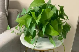 贵州一位老大爷，绿萝都能养出“高级感”，又美又省心图片